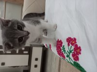 3 Aylık British Shorthair (Aşılı ve Eğitimli)