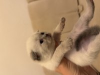 Blue point fold ve british shorthair yavrular