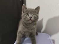 British Longhair Yavru Gri
