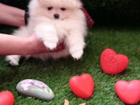 Sevgililer Günü Kampanyası Pomeranian
