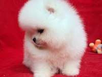 Petmode köpek çiftliğinden teddy pomeranian boo