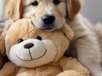 Baby Face Golden Retriever Yavrularımız