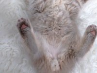 Safkan muhteşem british longhair yavrularım