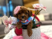 Tatlı mı tatlı mini Maltipoo baby