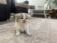 British Longhair Kedileri
