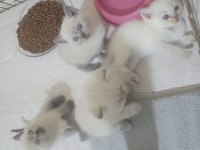 British shorthair blue point yavrular