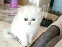 Scottish Fold Yavrularımız Yuva Arıyor (DİŞİ)