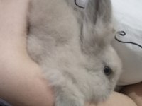 Lop tavşanı