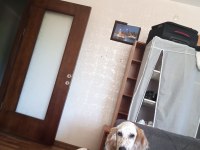 Beyaz sarı benekli kuşcu av köpeği 4 aylık