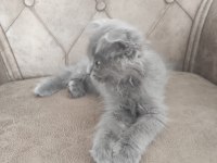 Birinci Kalite Blue Point British Longhair