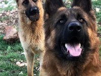 Alman kurdu köpeklerimiz için ulaşın