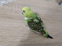 Ev üretimi yeni doğan dişi muhabbet kuşu