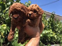 Red brown toy poodle bebekler
