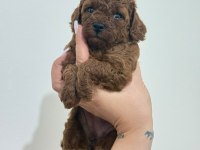 TOY POODLE YAVRULARI DİŞİ