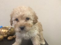 Orjinal sağlık garantili ped eğitimli maltipoo