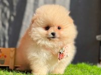 GERÇEK TEA CUP TEDDY POMERANİAN BOO YAVRULARI
