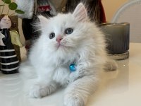 Erkek British Longhair Beyaz
