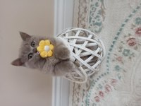 Oyuncu safkan dişi ve erkek tatlı oyuncu british shorthair