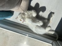 Chinchilla 1 yaşında kedimiz