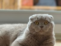 acil oğluma yuva arıyoruz scottish fold