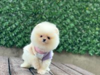 Teddy bear pomeranian yavrularımız sizi bekliyor
