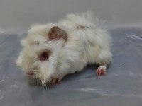 Guinea pig Şehir İçi ve Şehir Dışı Teslimat Vardır
