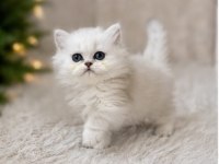 British longhair ve shorthair silver