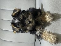 Tuvalet Eğitimli Yorkshire Terrier