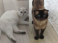 Anne Ve Oğul Kediler Yeni Yuva Arıyorlar