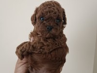 Toy poodle sıfır boy