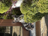 1 yaşında dişi french bulldog