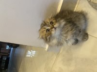 Güzeller güzeli scottish fold Longhair dişi