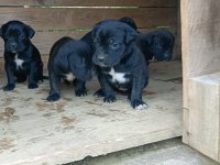 Cane corso köpeği yavrular