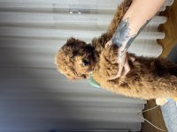 Poodle yavrumuz