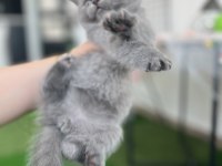 1.5 aylık eğitimli bebek british shorthair