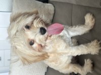 Maltipoo bebek