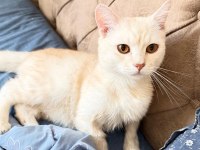 Boncuk gözlü british shorthair evlat