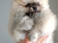 Orijinal Pomeranian Boo Köpeği