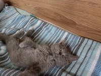 British shorthair 3 aylık yavru