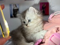 British longhair silver ve longhair point