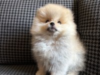 Pomeranian Toy Spitz Yavrular