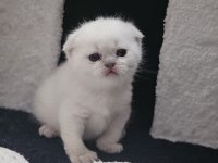 0-3 aylık scottish fold