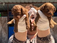 Toy poodle yavrularımız ruhsatlı çiftliğinden