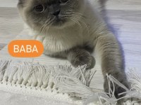 2 aylık dişi çok sağlıklı kedimiz
