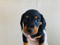 DACHSHUND ( Sosis Köpek ) YAVRULARI