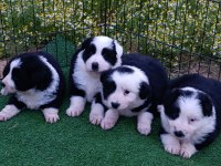 Border collie yavrular