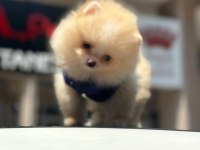 Show kalite pomeranian boo yavrularımız