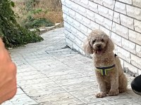 Toy Poodle Dişi Kızımız 17 Aylık