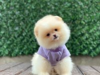 Sevimli Pomeranian Köpekler