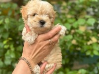 Irkının harikası maltipoo yavrularım